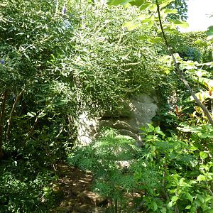 Tropical American Rain Forest - Olmec Stone Face
