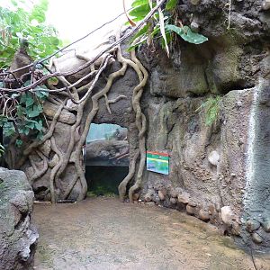 Tropical American Rain Forest