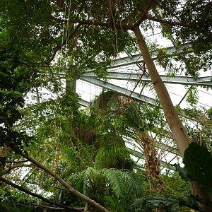 Tropical American Rain Forest