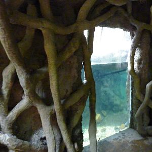 Tropical American Rain Forest