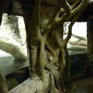 Tropical American Rain Forest