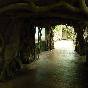 Tropical American Rain Forest