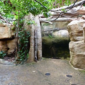 Tropical American Rain Forest