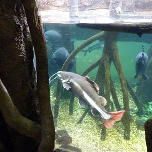 Tropical American Rain Forest