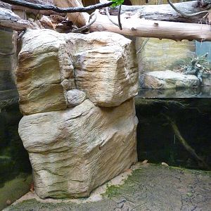 Tropical American Rain Forest