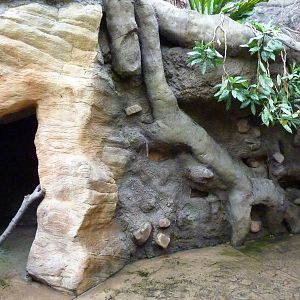 Tropical American Rain Forest