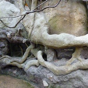 Tropical American Rain Forest