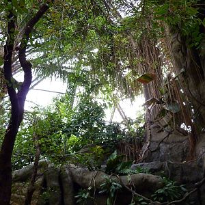 Tropical American Rain Forest