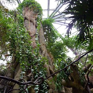 Tropical American Rain Forest