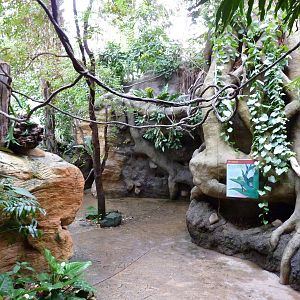 Tropical American Rain Forest