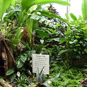 Tropical American Rain Forest - Barrier-Free Poison Dart Frog Exhibit