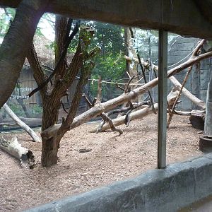 Tropical American Rain Forest - Black Howler Monkey Exhibit