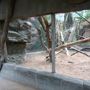 Tropical American Rain Forest - Black Howler Monkey Exhibit