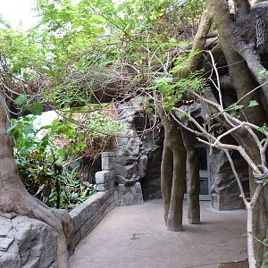 Tropical American Rain Forest