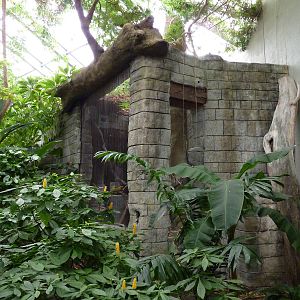 Tropical American Rain Forest