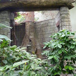 Tropical American Rain Forest