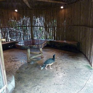 Tropical American Rain Forest