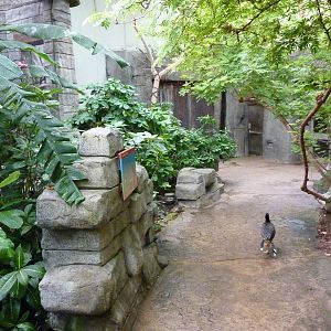 Tropical American Rain Forest