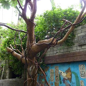 Tropical American Rain Forest