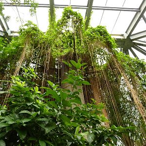 Tropical American Rain Forest