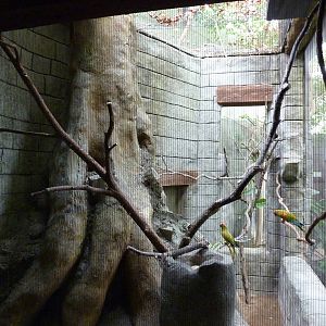 Tropical American Rain Forest