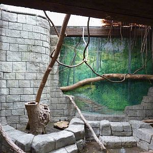 Tropical American Rain Forest - Spectacled Owl Exhibit