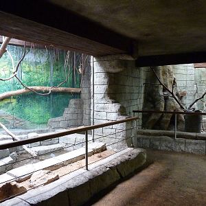 Tropical American Rain Forest - Spectacled Owl Exhibit