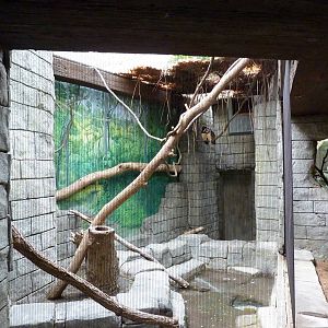Tropical American Rain Forest - Spectacled Owl Exhibit