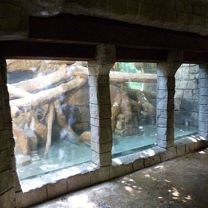 Tropical American Rain Forest - Jaguar Exhibit