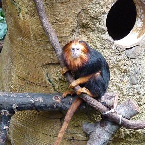 Tropical American Rain Forest - Golden-Headed Lion Tamarin