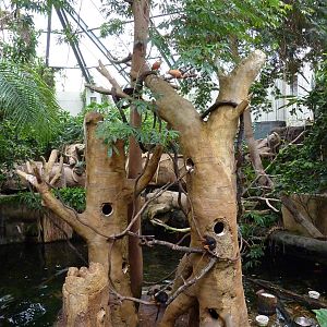 Tropical American Rain Forest - Golden-Headed Lion Tamarin Island