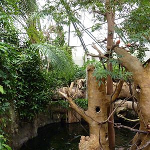 Tropical American Rain Forest - Golden-Headed Lion Tamarin Island