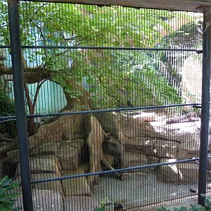 Tropical American Rain Forest - Jaguar Exhibit