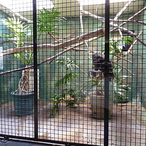 Conservation Centre - Primates, Birds, Reptiles, Amphibians + Fish