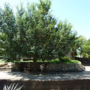 Black-and-White Ruffed Lemur Grotto