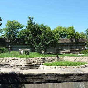 Black-and-White Ruffed Lemur Grotto