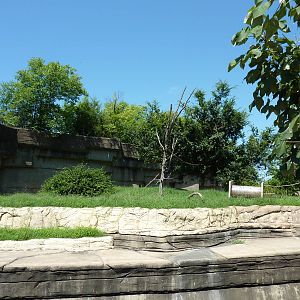 Black-and-White Ruffed Lemur Grotto