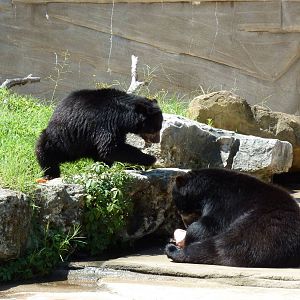 Spectacled Bears