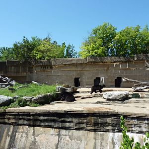 Spectacled Bear Grotto