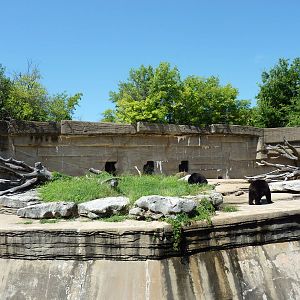 Spectacled Bear Grotto