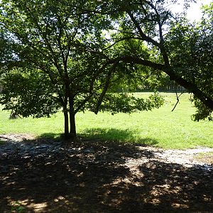 East African Savanna - Zebras, Marabou Storks, African Crowned Cranes, Ostr