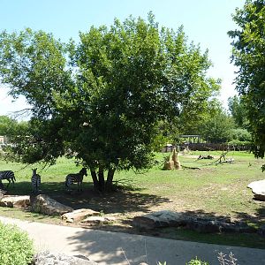East African Savanna - Zebras, Marabou Storks, African Crowned Cranes, Ostr