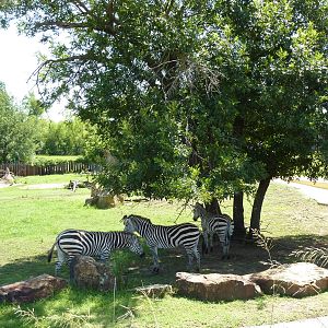 East African Savanna - Zebras, Marabou Storks, African Crowned Cranes, Ostr