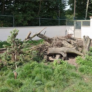 Meerkat and Bat-Eared Fox Enclosure - 27/08/2010