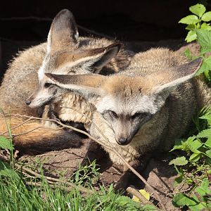 Bat-Eared Foxes - 27/08/2010