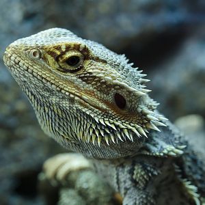 Inland Bearded Dragon - 27/08/2010