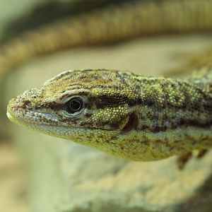 Spiny Tailed Monitor - 27/08/2010