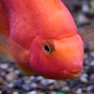 Parrot Cichlid - 27/08/2010