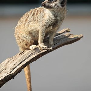 Meerkat - 27/08/2010