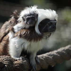 Cotton-Top Tamarin - 27/08/2010